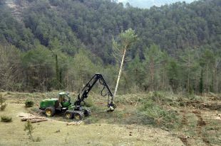 Més de 15.000 hectàrees de boscos empitjoren la seva situació degut a la sequera