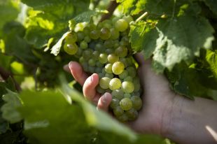 La DO Empordà, primera a l'Estat en embotellar vins amb carinyena blanca