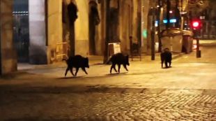 Tres senglars passegen per la plaça Independència de Girona en plena nit