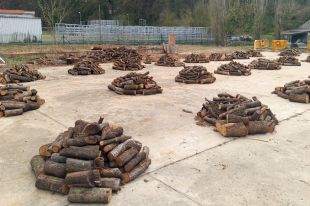 Les Preses regala 15 tones de fusta als veïns obtinguda en una aclarida a la muntanya de Xenacs 