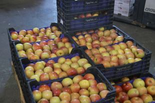 Els pagesos gironins alerten que si no fa més fred la producció de fruita es pot veure afectada