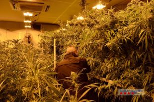 Descobreixen més de 1.400 plantes de marihuana en una nau industrial de Vidreres