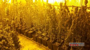 Descobreixen una plantació de marihuana en un garatge de Porqueres valorada en 180.000 euros