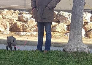 Enxampen un veí de Palafrugell que passejava una cabra per trencar el confinament