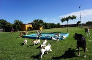 La residència canina VilaDescans de Figueres acollirà mascotes de sanitaris i malalts de coronavirus