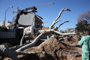 Inicien el trasplantament dels arbres centenaris del Passeig Nou de Figueres