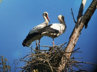 Detecten el tercer niu de cigonya blanca a l'Estany de Banyoles