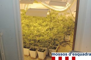 Detenen un home a Figueres després de trobar-li al pis prop de 200 plantes de marihuana