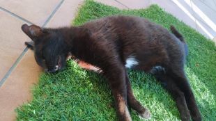 Lex Ànima demana s'investigui una matança de gats a Albanyà durant el confinament