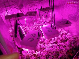Assisteixen un cas de violència masclista a Santa Cristina d'Aro i es troben una plantació de marihuana al garatge