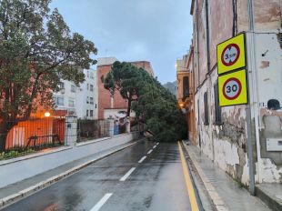 Un pi centenari de grans dimensions es desploma al centre de Portbou