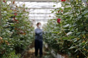 Els floristes gironins inicien una campanya solidària per vendre rosers de productors de proximitat
