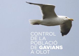 Olot continua amb la campanya de control de població de gavians