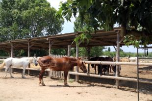 Les hípiques gironines llancen una campanya per alimentar els cavalls