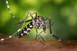 Figueres dona un seguit de consells per evitar la propagació del mosquit tigre
