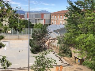 Girona treu un nou contracte per mantenir l'arbrat d'escoles i llars d'infants per primer cop
