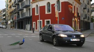Un grup de galls dindi prenen els carrers de Blanes durant el confinament