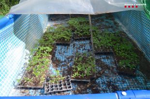 Detingut un home que iniciava una gran plantació de marihuana en un bosc de Vidreres