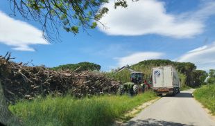 Denuncien tales massives d'arbres en ple confinament en una zona de Pals protegida