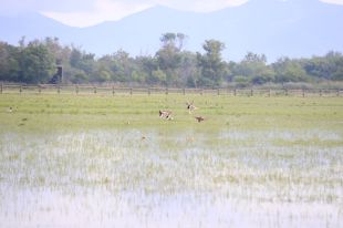 Detecten el virus de la grip aviària en tres cigonyes i una oca salvatge als Aiguamolls de l'Empordà