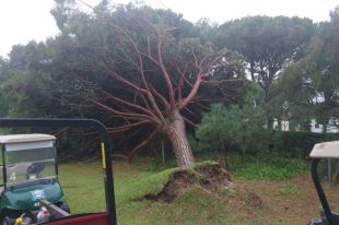 Pals desmenteix una tala d'arbres al paratge de Rodors durant l'estat d'alarma 
