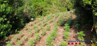 Detinguts quatre propietaris de sis plantacions de marihuana a Cruïlles amb 4.210 plantes