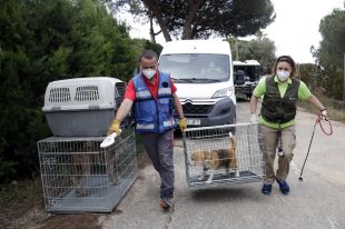 Desmantellen un punt de cria i venda il·legal de gossos de raça a Blanes