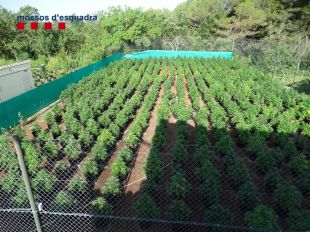Cinc detinguts i 2.180 plantes de marihuana intervingudes en dos dies a l’Alt Empordà