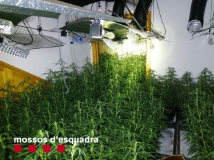 Detingut un home a Vilademuls amb una plantació de marihuana valorada en 427.500 euros
