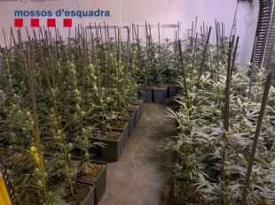 Tres detinguts i dues plantacions de marihuana comissades amb 3.000 plantes a Tossa i Lloret