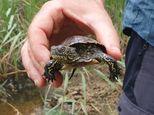 Alliberen 17 tortugues d'estany al Parc Natural del Montgrí