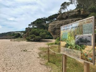 Begur consolida la vegetació en el sistema dunar de la platja del Racó en un projecte de conservació mediambiental