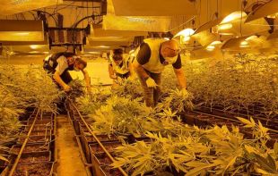 Presó per un veí de Blanes que tenia prop de 900 plantes de marihuana en un pis a Osona