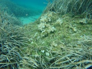 Detecten al Cap de Creus una de les espècies més nocives d'alga invasora del Mediterrani
