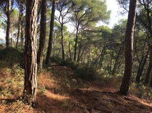 Denuncien l'Ajuntament de Begur per atorgar una llicència d'obres en uns terrenys protegits