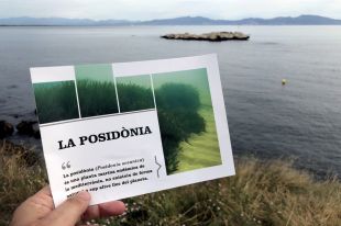 L'Escala protegeix amb un camp de boies la praderia de posidònia al Cargol i la Mar d'en Manassa