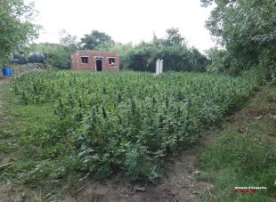 Dos detinguts i 5.752 plantes de marihuana comissades en un hort de Pont de Molins