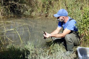 Alliberen vuit tortugues d'estany a les llacunes de Can Morgat de Porqueres