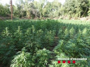 Cinc detinguts i comissades més de 15.000 plantes de marihuana per un valor d'11 MEUR al Gironès