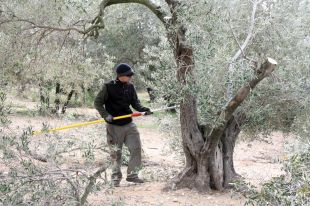 La pluja incrementa un 20% la producció de l'oli de l'Empordà