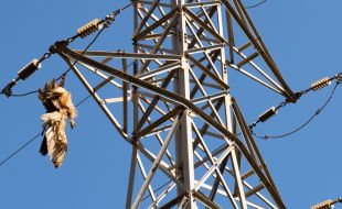 El Grup de Natura Sterna denuncia la mort d’un altre duc electrocutat a Castell d’Aro
