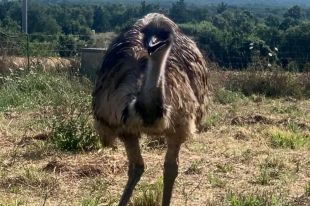 Denuncien el robatori d'un emú en una finca de Llagostera