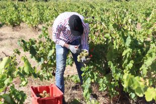 La DO Empordà preveu una verema amb un 20% menys de raïm però d'una ''qualitat excel·lent''