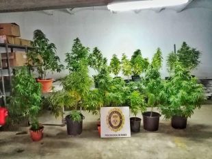 Una disputa veïnal porta a descobrir una plantació de marihuana en la zona comuna d'un edifici de Roses