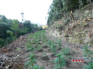 Detingut un home a Arbúcies per cultivar marihuana al Parc Natural del Montseny