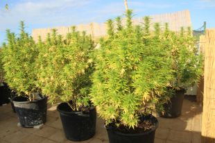 Desmantellen dues plantacions de marihuana del terrat de dues cases de Sant Feliu de Guíxols