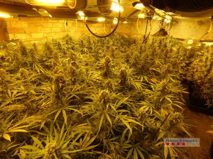 Tres detinguts, un d'ells menor, per tenir prop de 900 plantes de marihuana en una masia al Baix Empordà