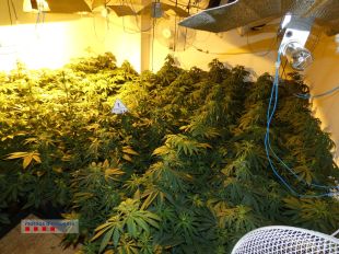 Detenen un home i una dona per cultivar marihuana en una casa de Vilanant