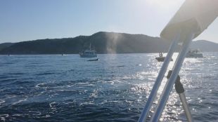 Investiguen una vintena d'embarcacions que van envoltar i molestar un grup de balenes al Cap de Creus