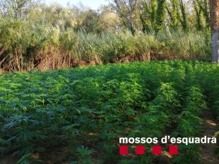 Tres detinguts per cultivar 3.000 plantes de marihuana a Foixà i que volien escapar nedant pel riu